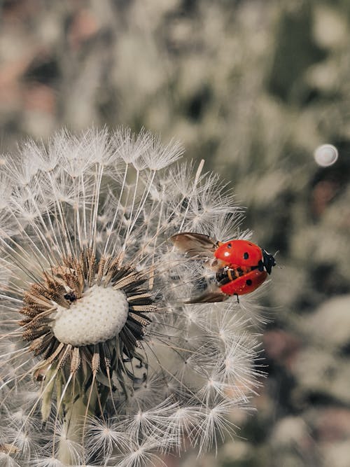 A ladybug is sitting on top of a dandelion