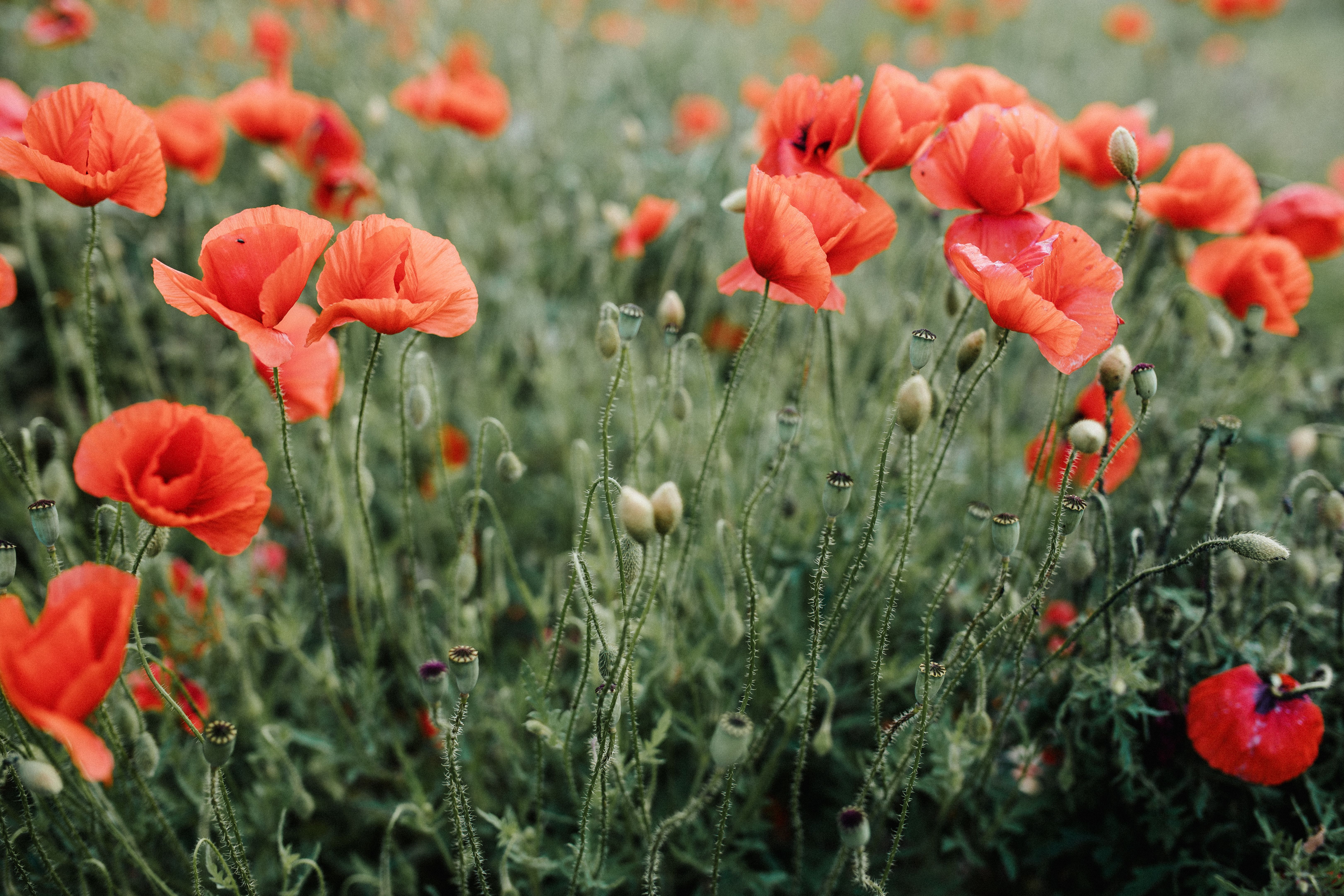 Escholtzia Californica : Bienfaits Sommeil