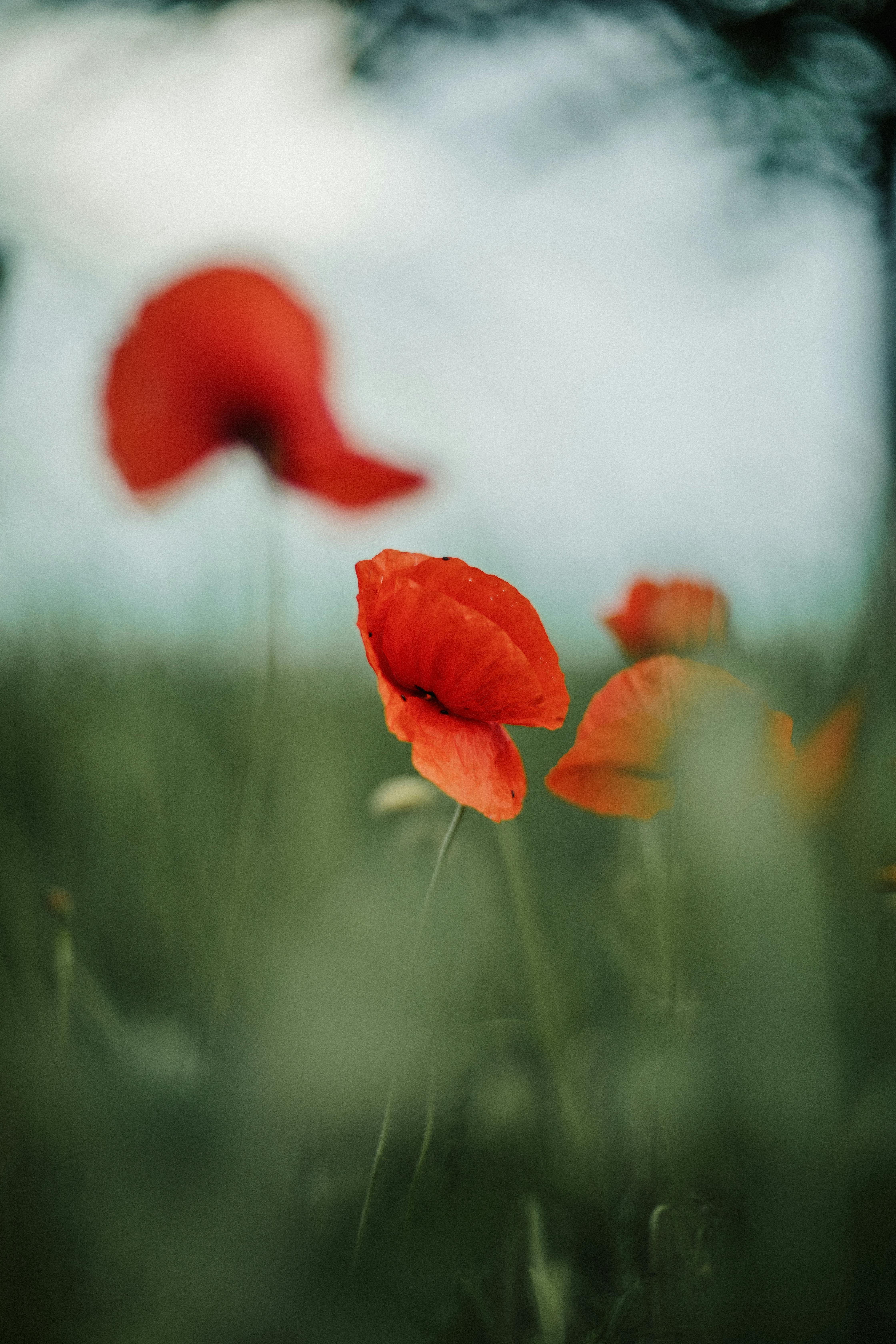 Close-up of vibrant red poppies in a lush green field, capturing the essence of spring.