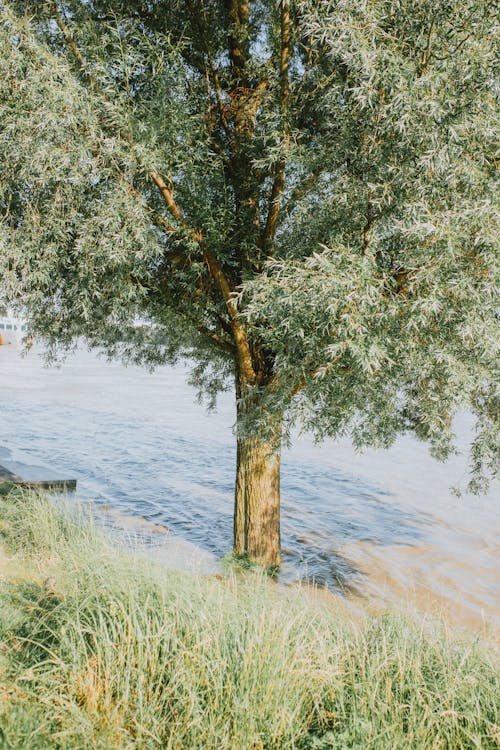 A tree is next to the water and grass