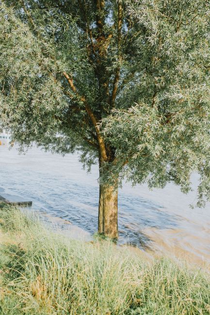 Peaceful tree by a tranquil lake surrounded by green grass, exuding a calming natural vibe.