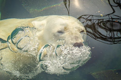 Eisbär unter Wasser 