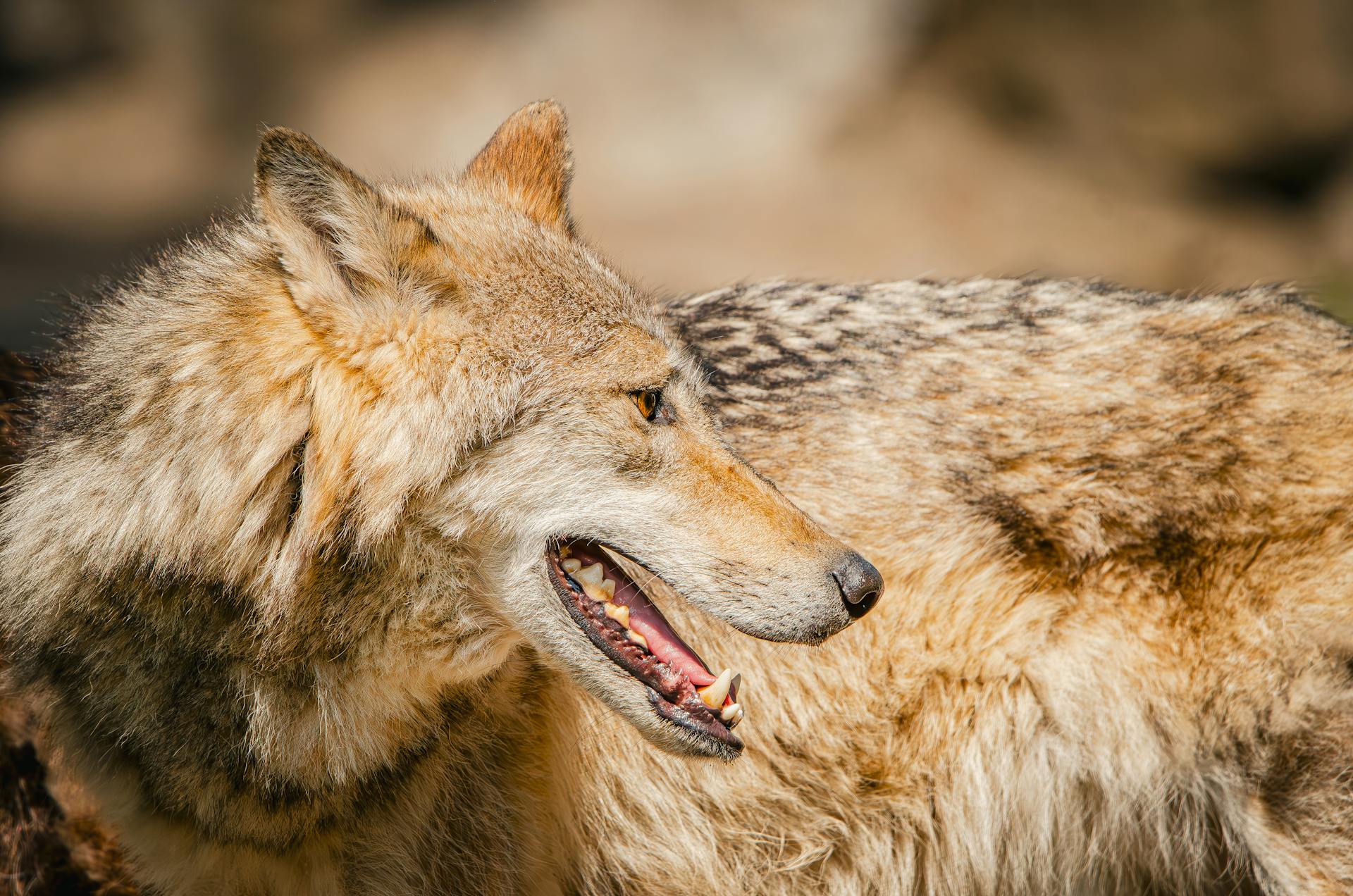 Closeup of Wild Eurasian Wolf