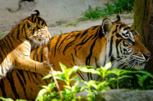 Tigerbaby spielt mit Mutter