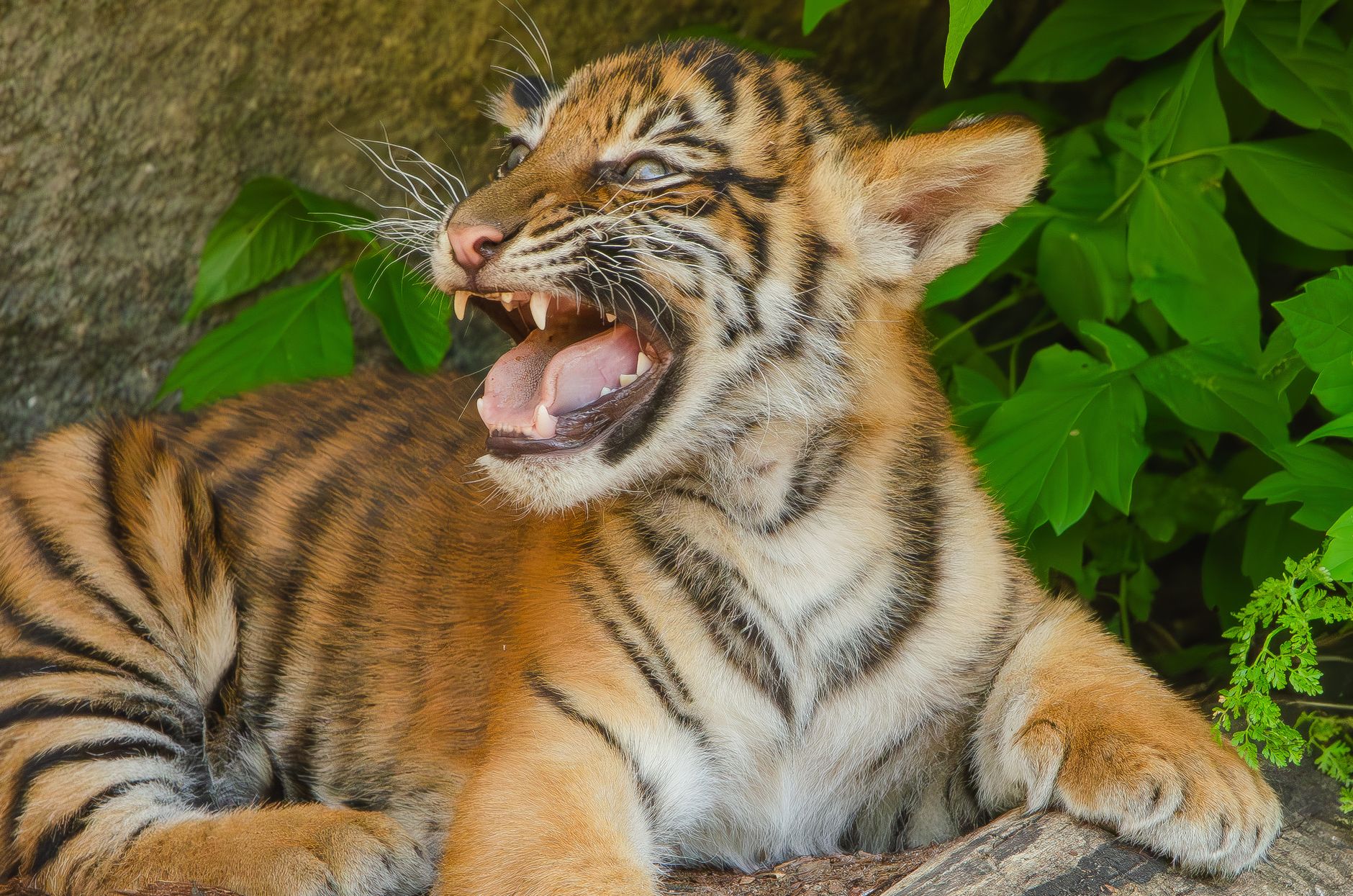 The Danger of the 'Bored Bengal': Clinical Red Flags
