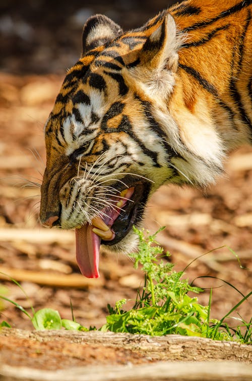 Základová fotografie zdarma na téma Asie, bengálský tygr, detailní pohled