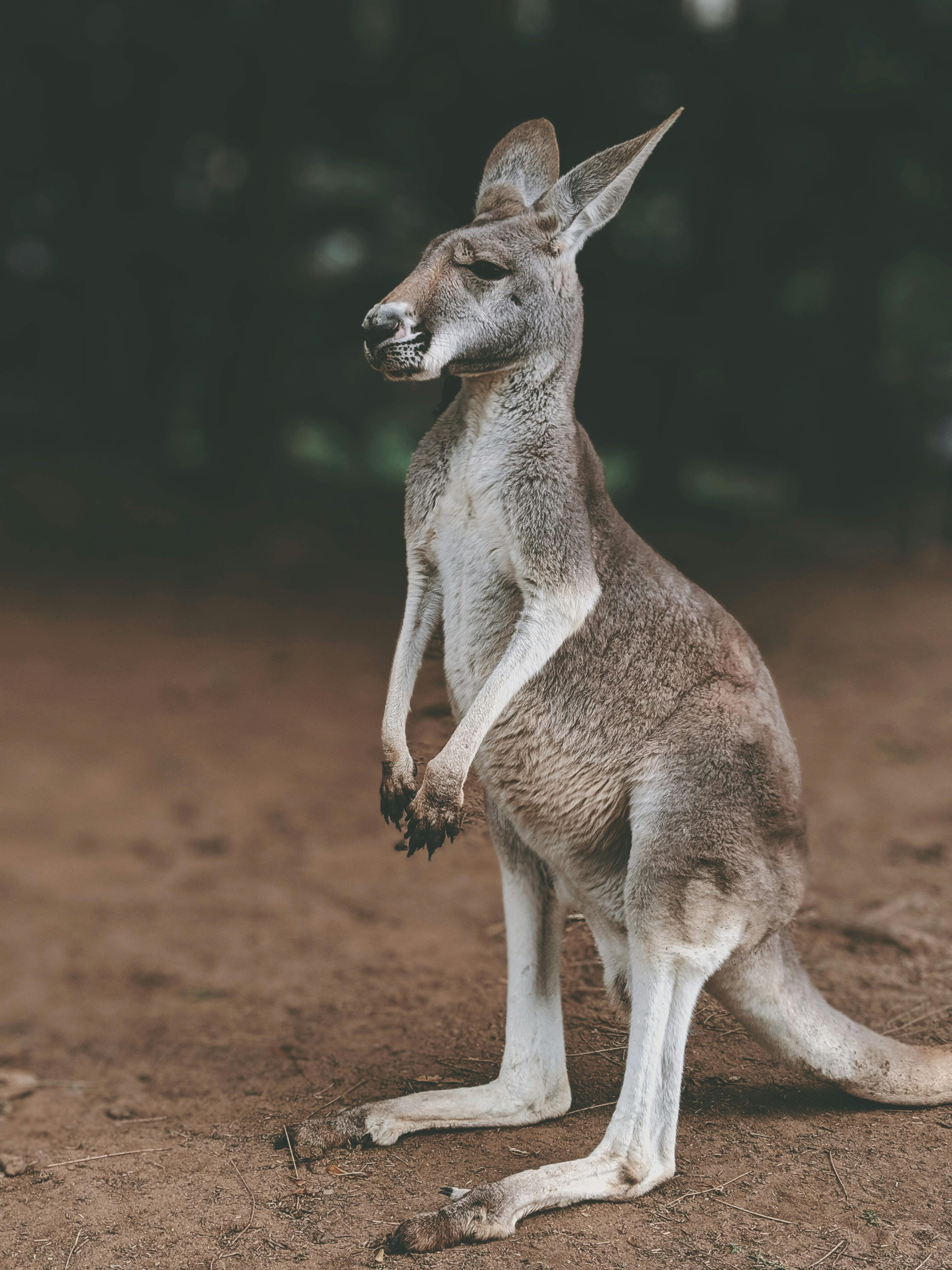 Kangaroo 4K wallpapers for your desktop or mobile screen free and easy to  download