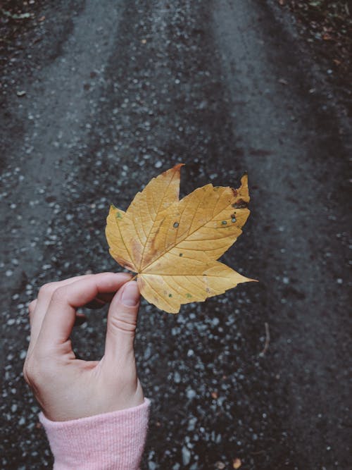 Gratis lagerfoto af blad, efterår, hånd