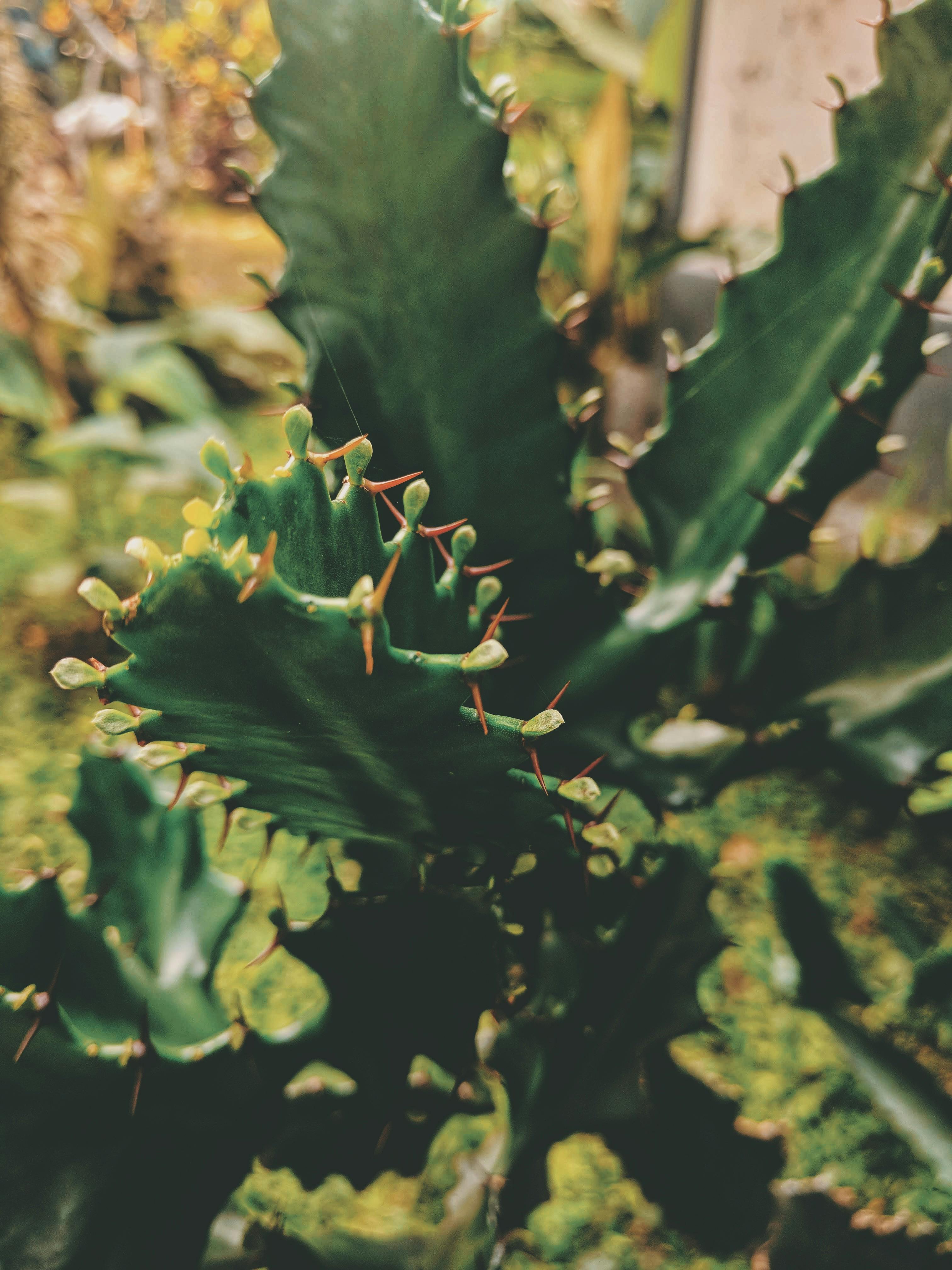 室外花园里，充满活力的仙人掌植物长着尖锐的刺