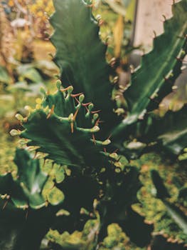 室外花园里，充满活力的仙人掌植物长着尖锐的刺