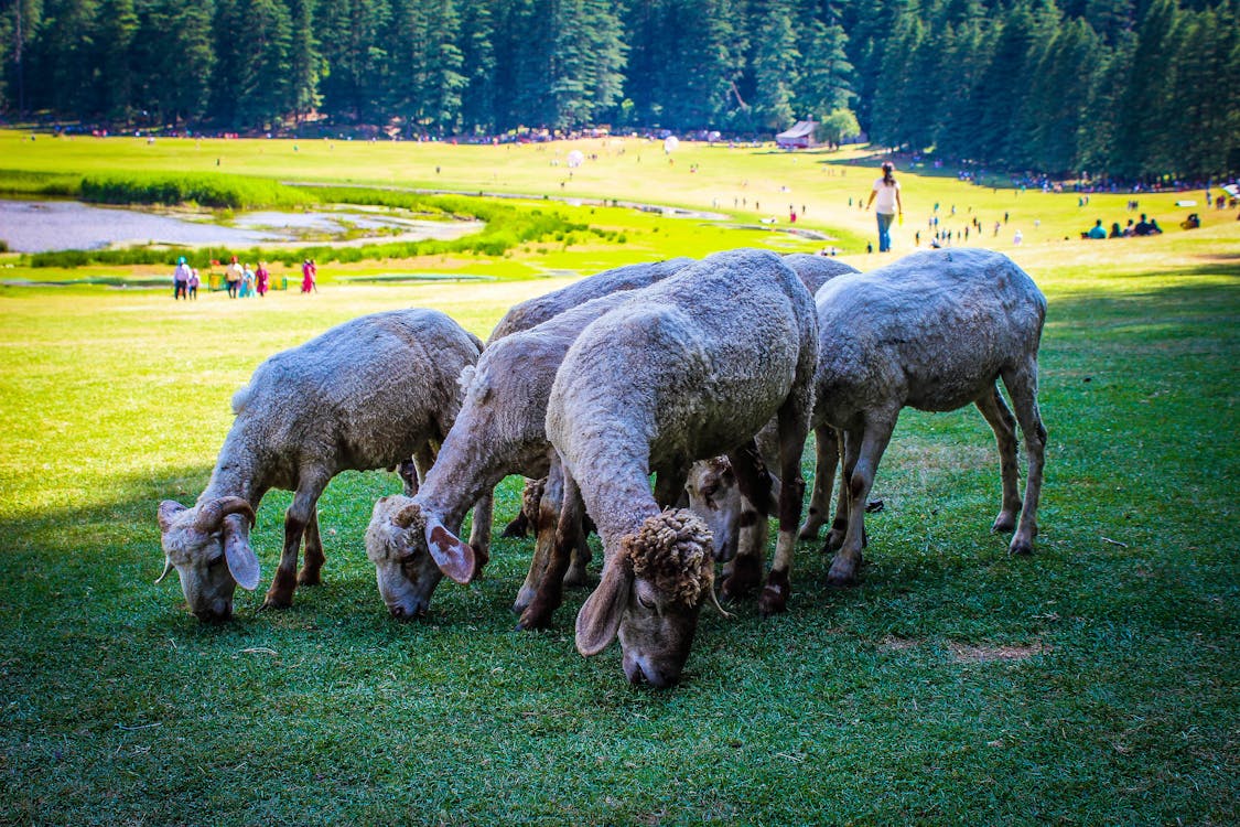 Free Herd Of Sheep Eating Grass During Day Stock Photo