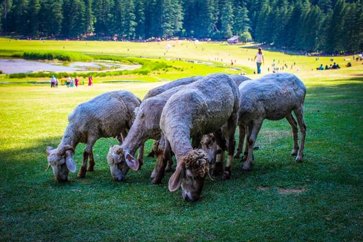 Khajjiar Lake