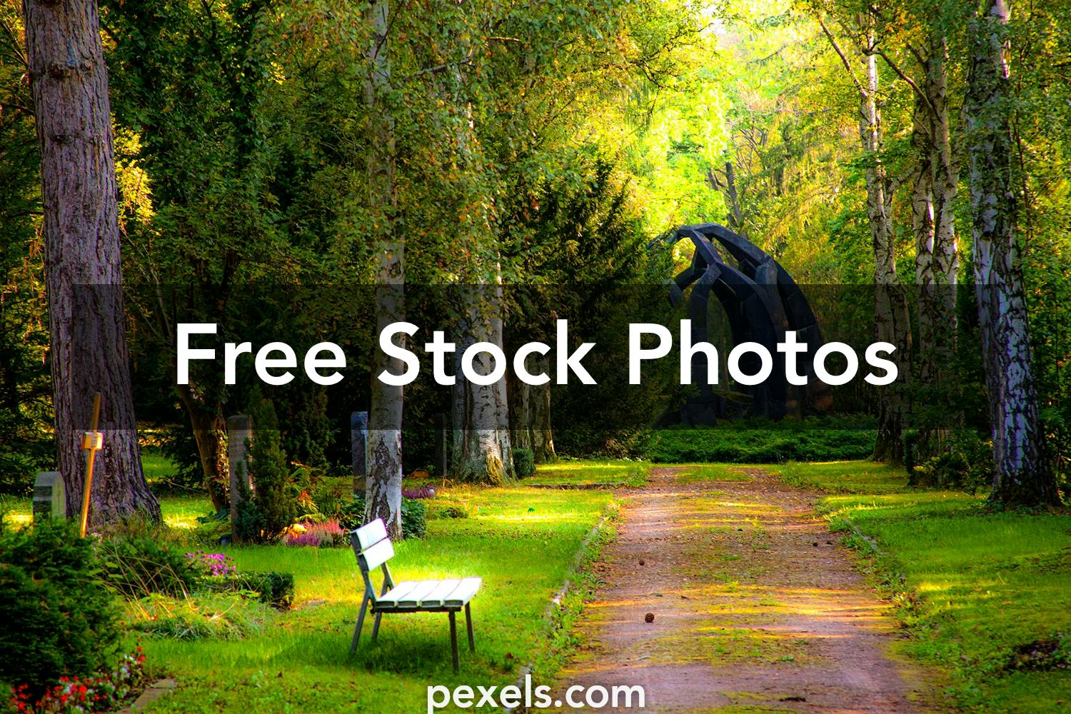 Zoo om natten portugisisk Ged 200,000+ Best Nature Background Photos · 100% Free Download · Pexels Stock  Photos