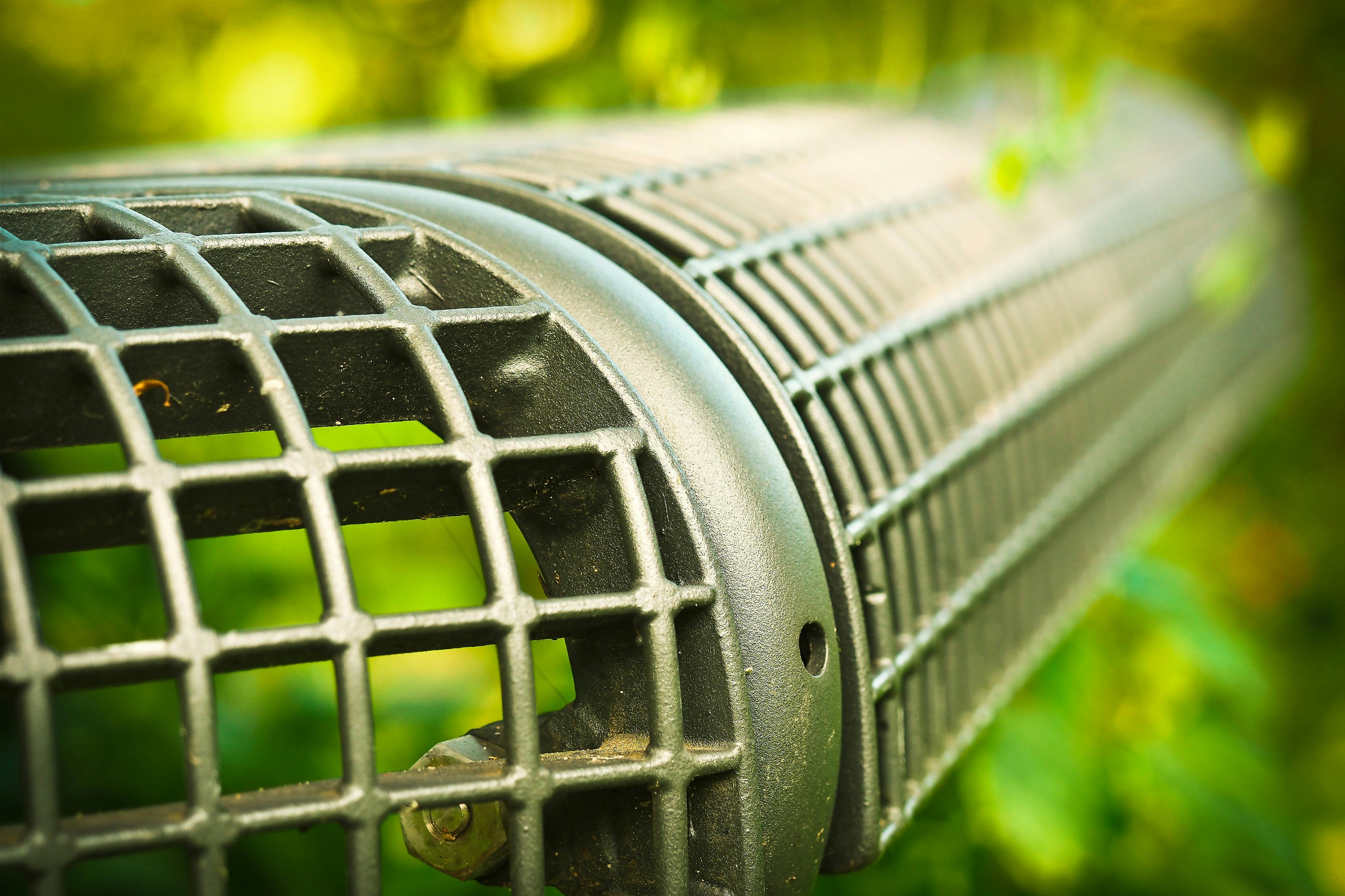 Gaillardia Blanket Flower
