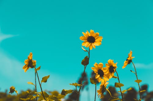 Low Angle Foto Von Sonnenblumen
