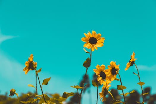 Bright sunflowers bloom under a vivid blue sky, captured during summer in Kolkata.