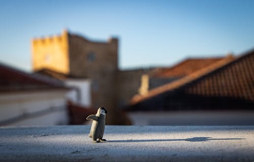 Photographie De Mise Au Point Sélective D'un Pingouin Gris