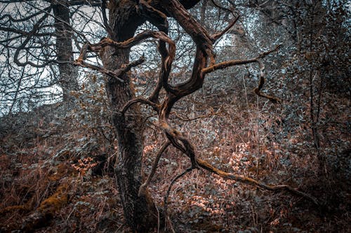 Close-up of Tree Trunk