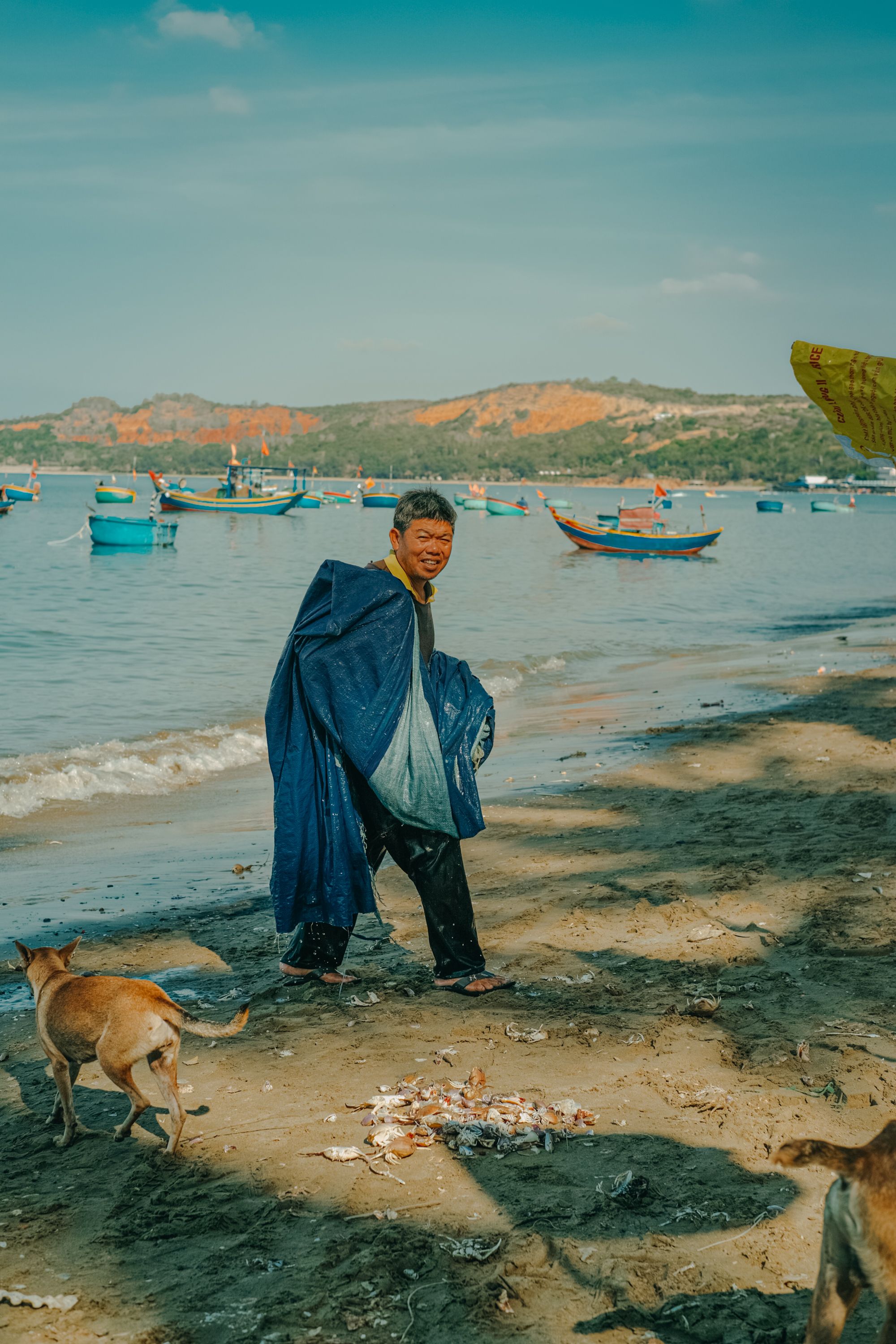 A man walking on the beach with his dogs · Free Stock Photo