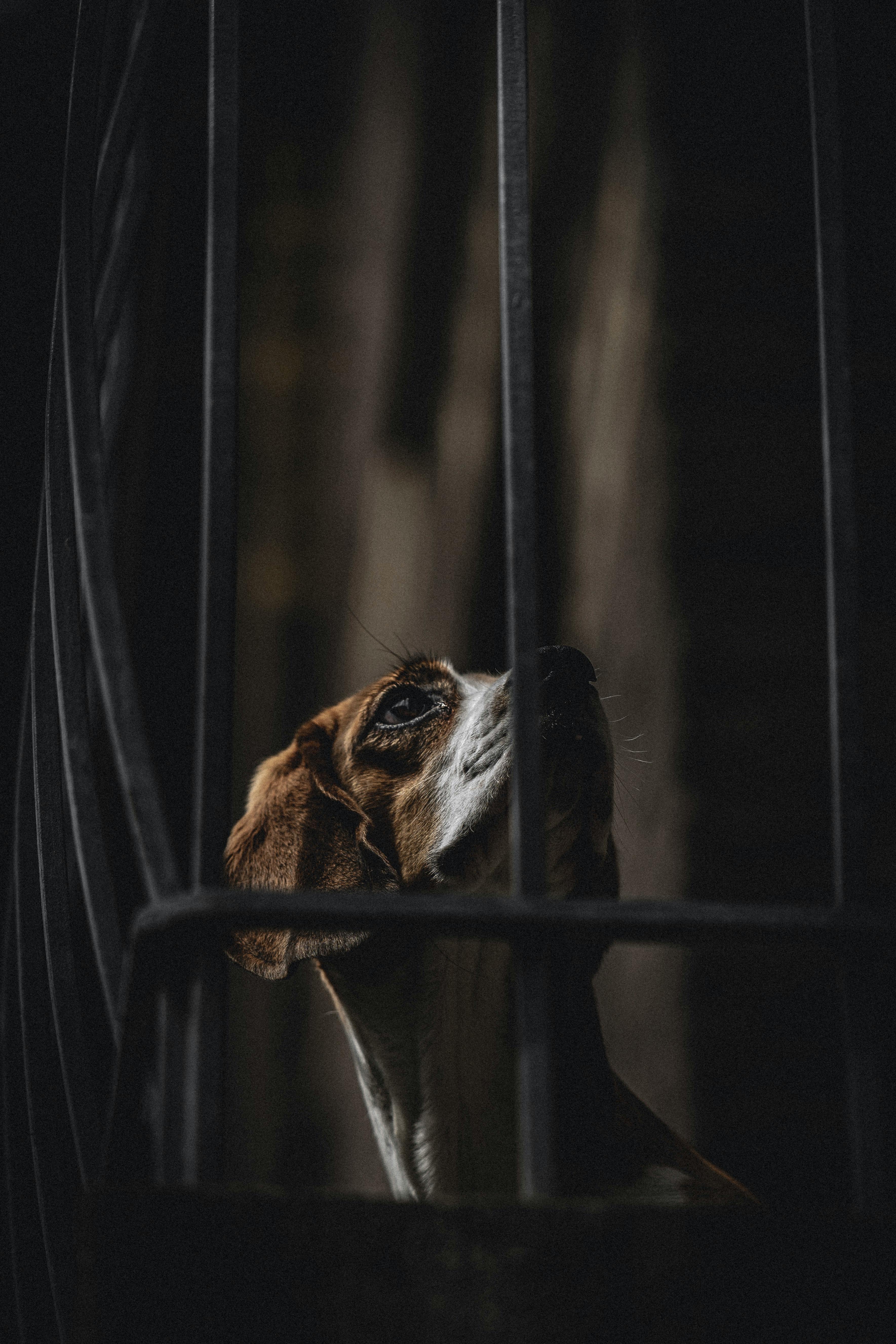 昏暗的灯光下，一只可爱的小猎犬正透过栅栏向上张望