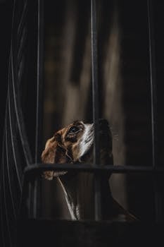 昏暗的灯光下，一只可爱的小猎犬正透过栅栏向上张望