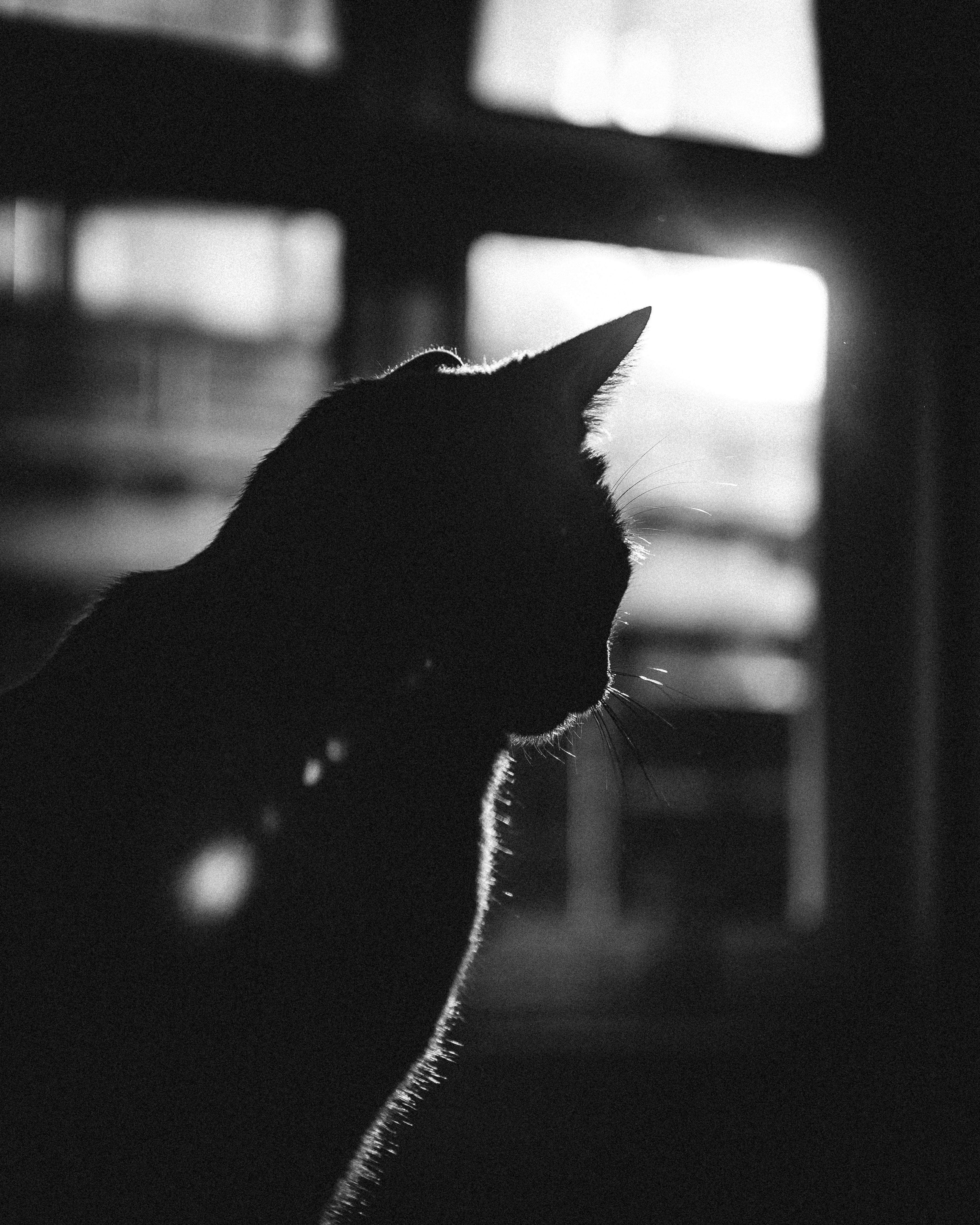 200,000+ Best Black Cat Photos · 100% Free Download · Pexels Stock Photos