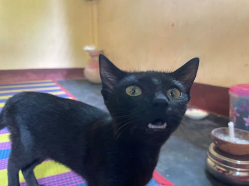 Ilmainen kuvapankkikuva tunnisteilla aasialainen kissa, kissa, musta kissa