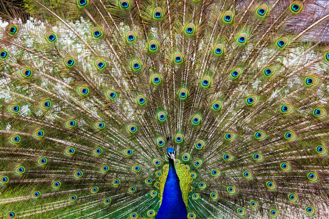 Free Close-up of Peacock Feathers Stock Photo