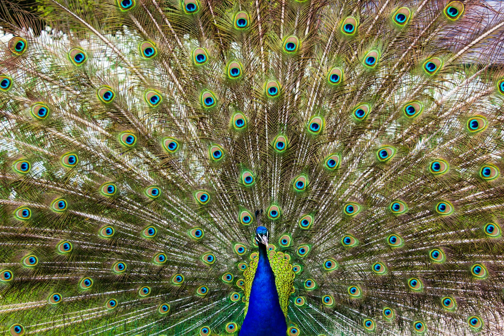 Close-up of a vibrant peacock with colorful, iridescent feathers in full display outdoors.