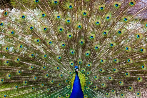 Free Close-up of a vibrant peacock with colorful, iridescent feathers in full display outdoors. Stock Photo