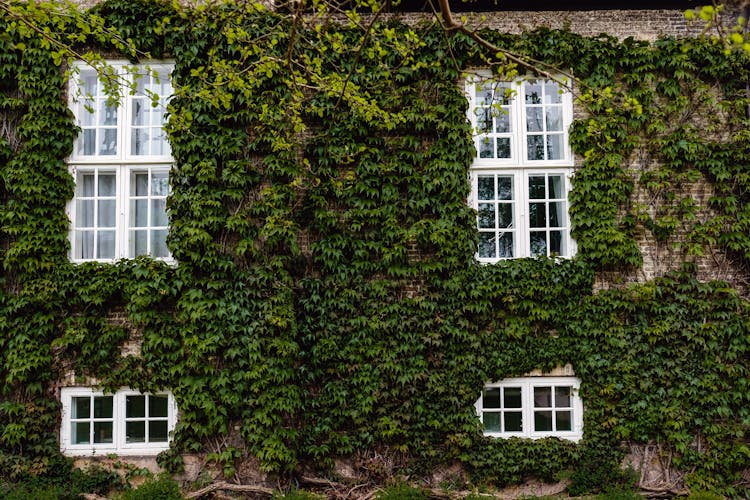 Vine On Wall