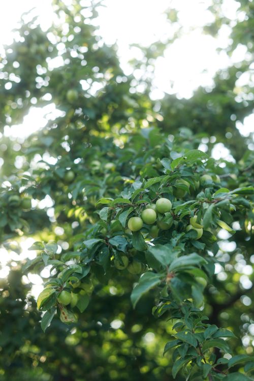 Free Vibrant close-up of green plum branches with lush leaves, showcasing nature's organic growth. Stock Photo