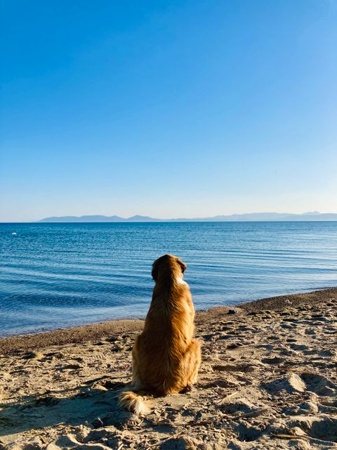 Faut-il tondre son chien en été ? Poil double, chaleur & risques