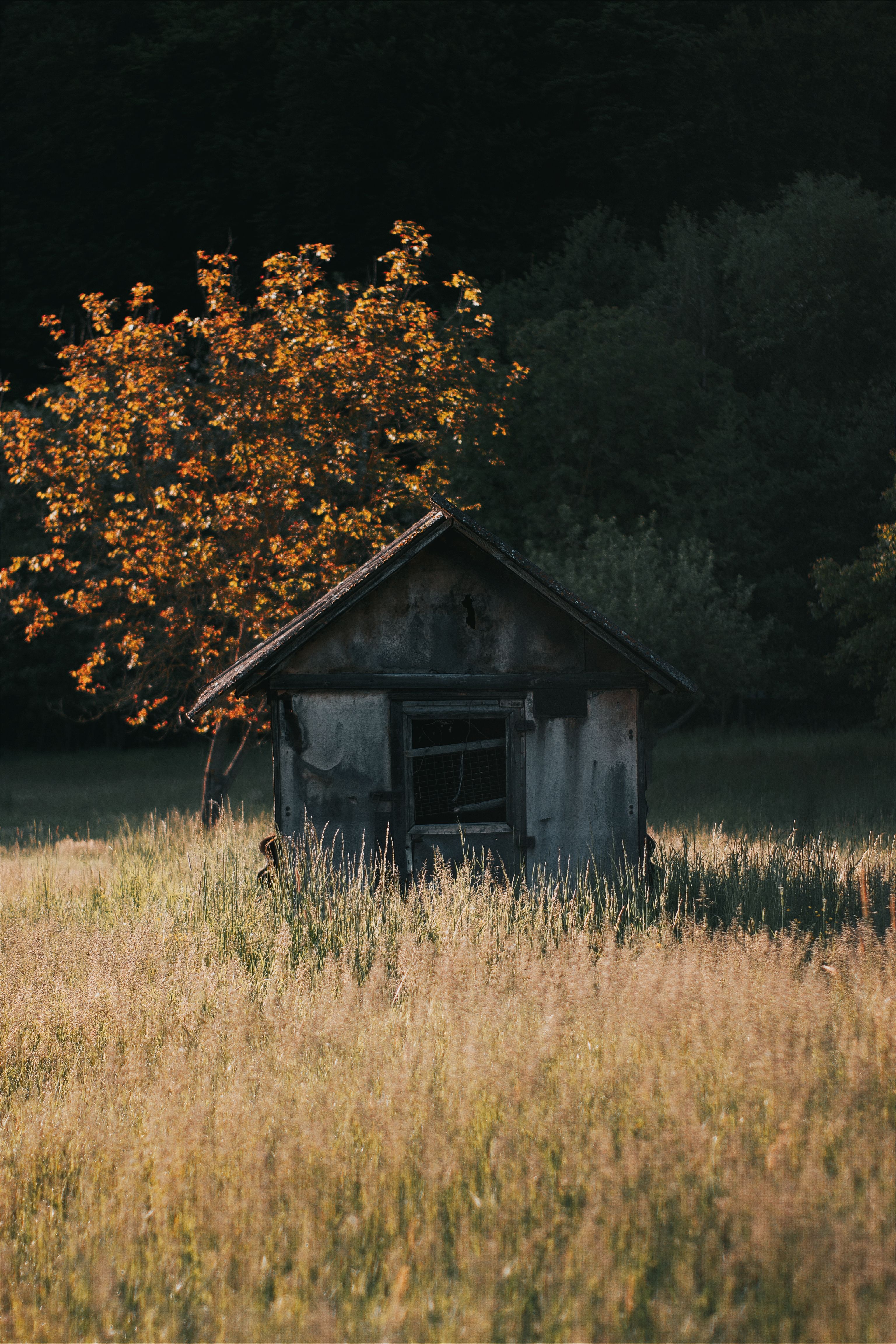 Wooden Shed by Tree on Meadow · Free Stock Photo