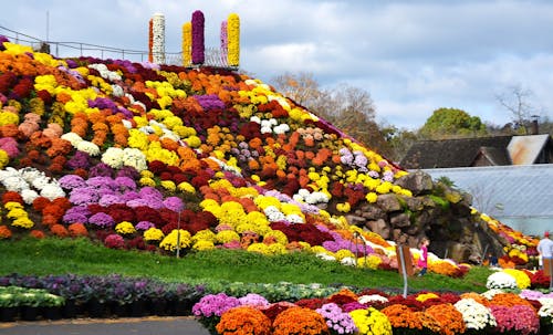 Mountain of Mums