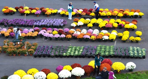 Fall Market