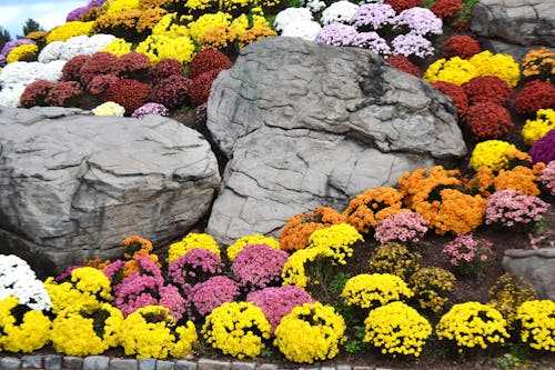 Mountainside Mums