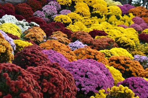 Multi-Colored Mums