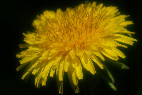 꽃잎, 노란색, 사진을 닫다의 무료 스톡 사진