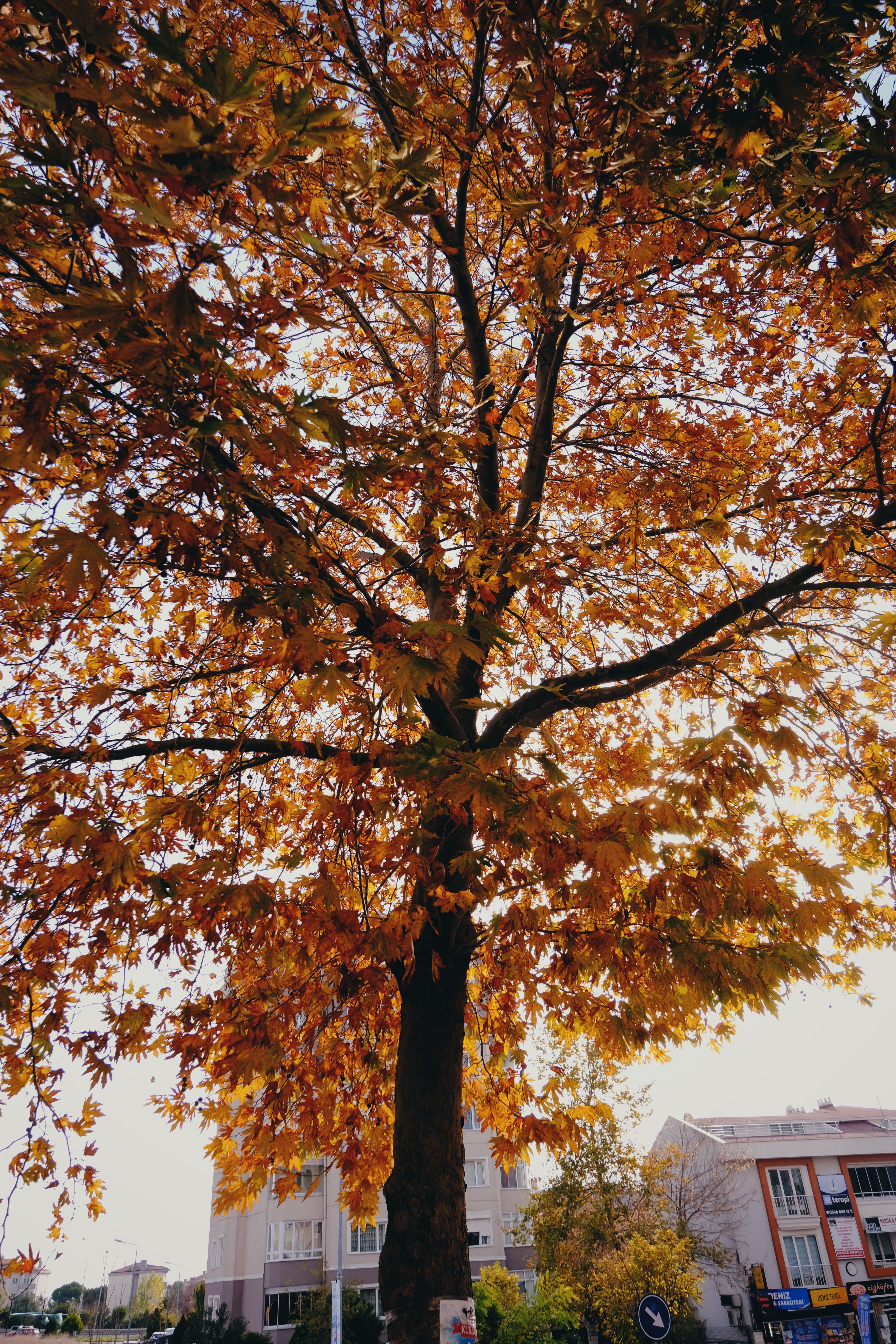 A tree with golden autumn leaves backlit by sunlight in a park setting.