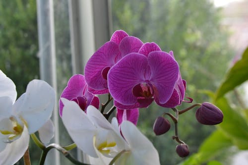 Purple & White Flowers