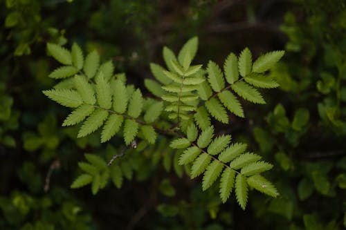 ナナカマド, ナナカマドの葉, 小さな木の無料の写真素材