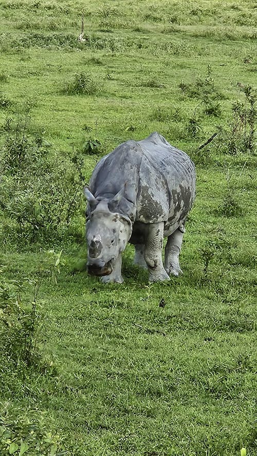 single horned rhino