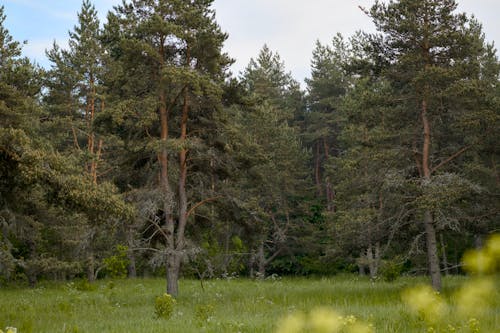 Gratis arkivbilde med bartre, blad, eviggrønn