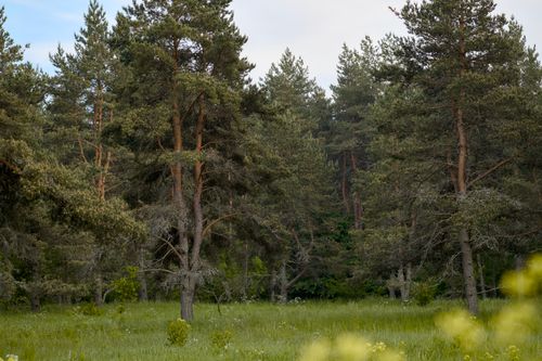 Free Dense coniferous forest with lush green grass and tall trees in late spring. Stock Photo