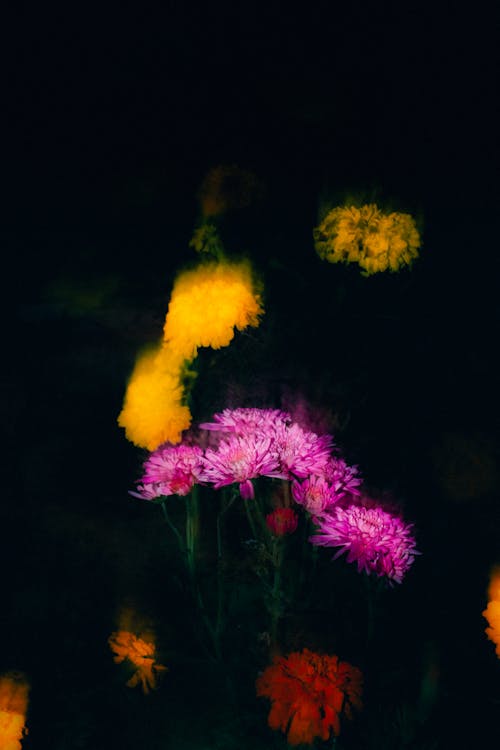 คลังภาพถ่ายฟรี ของ กลางแจ้ง, กลีบดอกไม้, การเจริญเติบโต