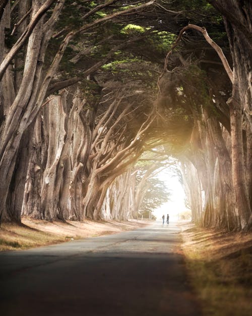 Due Persone In Piedi Sulla Strada Circondata Da Alberi