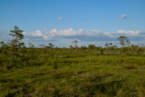 Free A serene view of an expansive marshland with scattered trees under a clear blue sky and fluffy clouds. Stock Photo