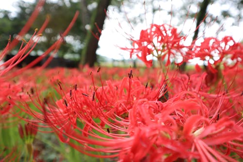 Kostnadsfri bild av blossfeldian, lycoris radiata, mithril