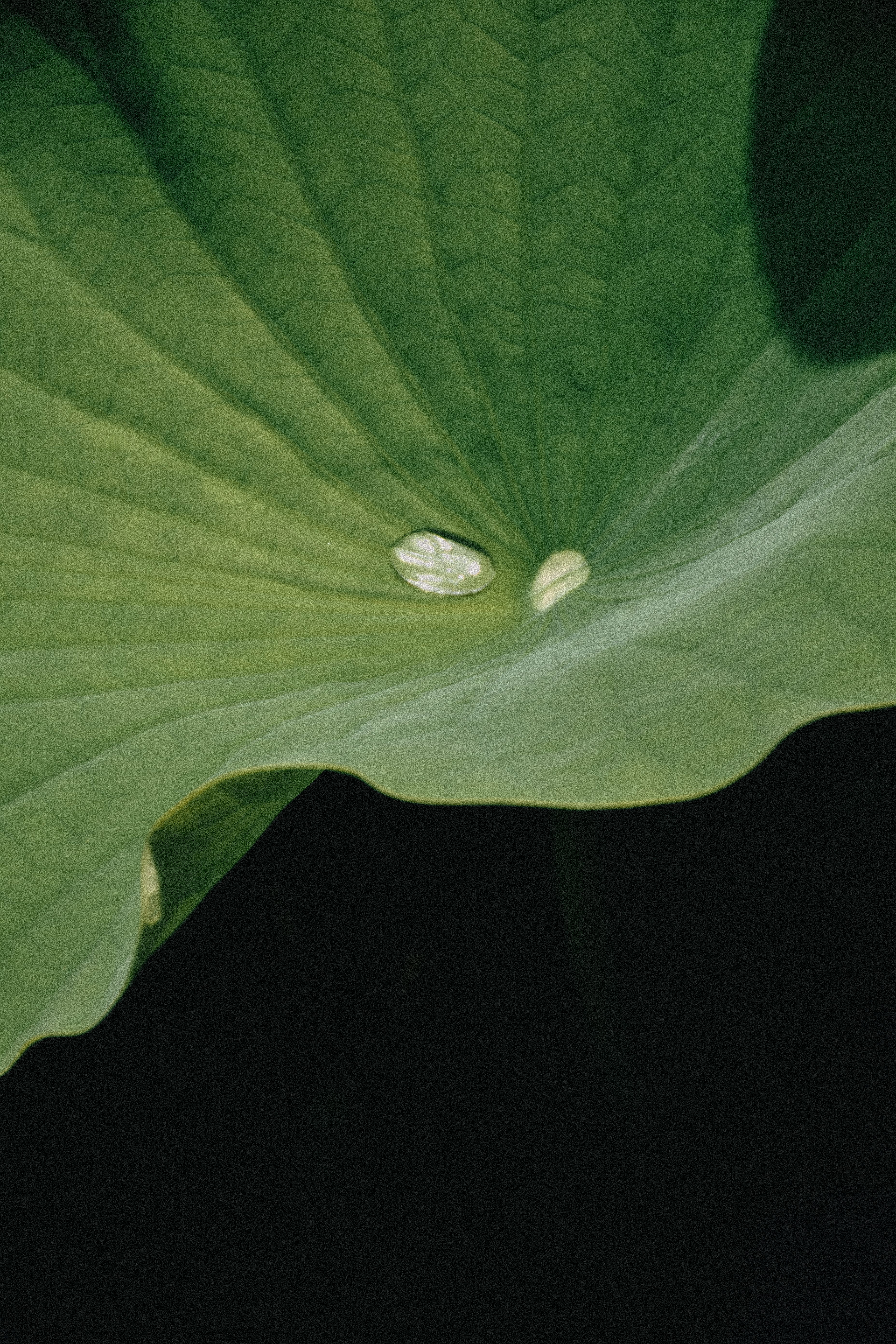 Gratuit Imagine de stoc gratuită din a închide, amănunțit, botanic Fotografie de stoc